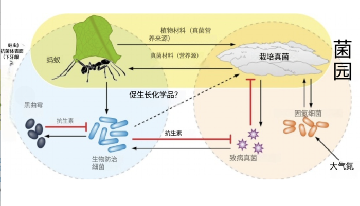 蚂蚁-真菌互利共生
