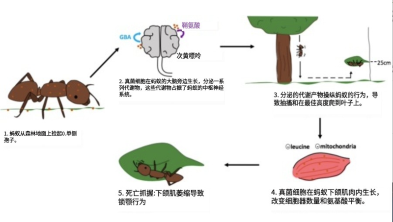 能操控昆虫行为的真菌