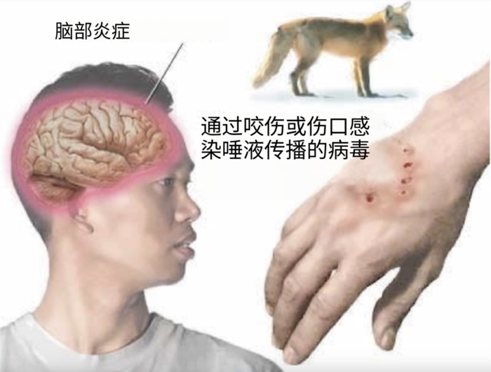 动物如何感染狂犬病？详解狂犬病的传播途径与预防措施