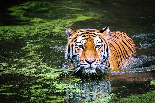 15种会游泳的野生猫科动物