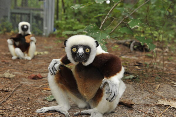 冕狐猴（Eulemur coronatus）“母系至上”的猴界：濒危物种保护现状与生态价值