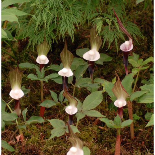 全缘灯台莲（Arisaema sikokianum）：东亚的独特之美