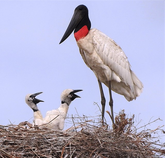 裸颈鹳（Jabiru mycteria），是美洲大陆上一种大型鹳