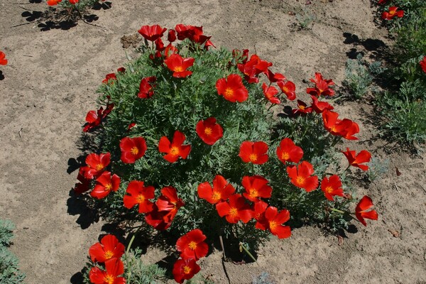 花菱草（学名：Eschscholzia californica）又名：加州罂粟、金英花、人参花， 洋丽春