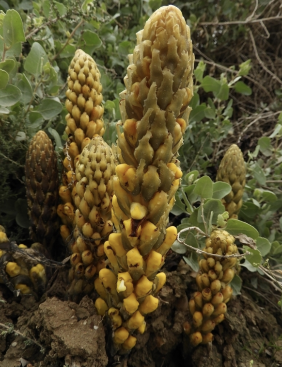 肉苁蓉，俗称沙漠人参、管花肉苁蓉（Cistanche tubulosa）、南疆大芸、红柳大芸、管花苁蓉、红柳