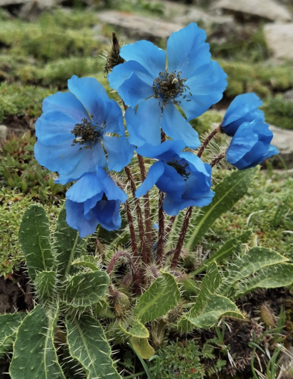 多刺绿绒蒿（Meconopsis horridula）：探索这款美丽又神秘的高山花卉