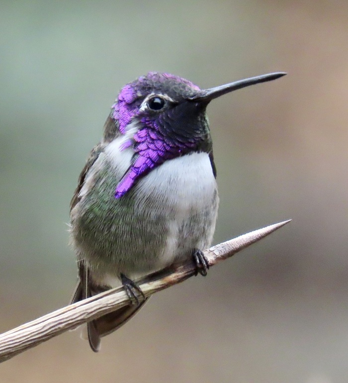 科斯塔蜂鸟 (Calypte costae) 又名：科氏蜂鸟