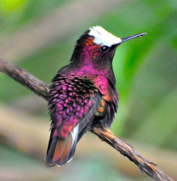 白冠蜂鸟 (Microchera albocoronata) 也叫雪帽蜂鸟、白顶蜂鸟