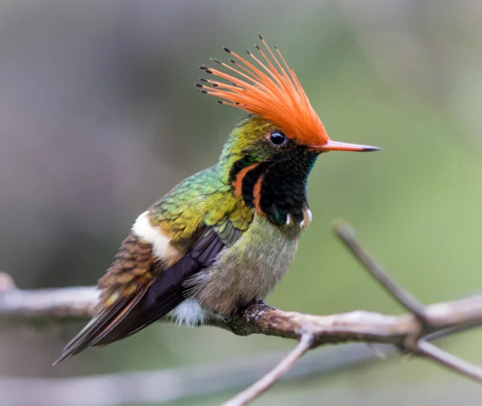 赤顶小蜂鸟 (Lophornis delattrei) 又名：棕冠蜂鸟