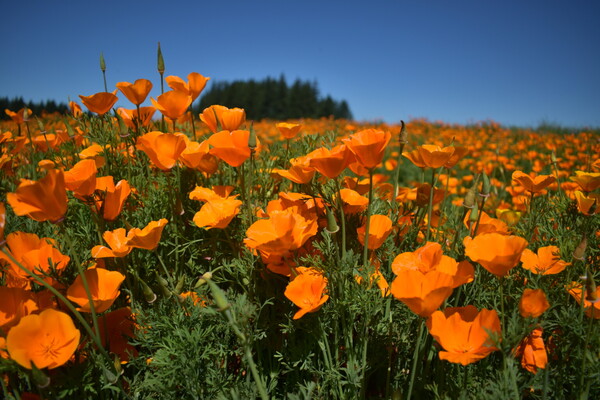 花菱草（Eschscholzia californica）——加州的美丽象征