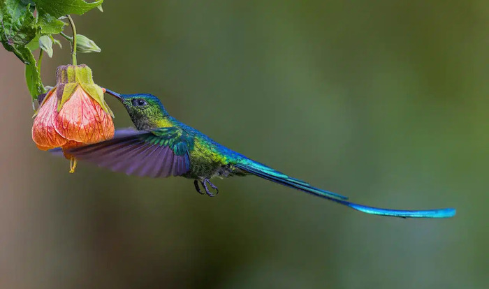 长尾丝鸟 (Aglaiocercus kingi) 又名：长尾蜂鸟