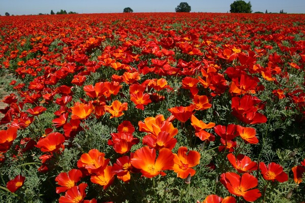 花菱草（学名：Eschscholzia californica）又名：加州罂粟、金英花、人参花， 洋丽春