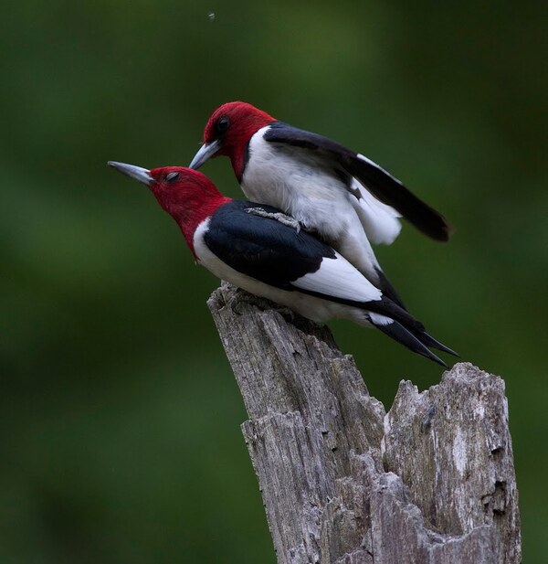 红头啄木鸟（Melanerpes erythrocephalus）