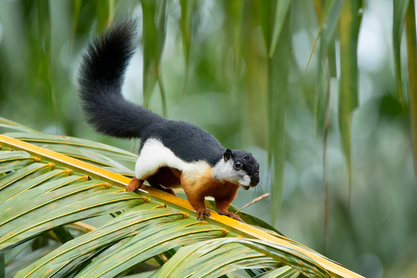 普雷沃斯松鼠（Prevost's Squirrel）又普氏松鼠或亚洲三色松鼠