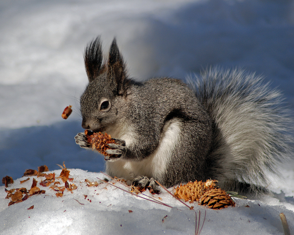 阿伯特松鼠（Abert's Squirrel）又称流苏耳松鼠