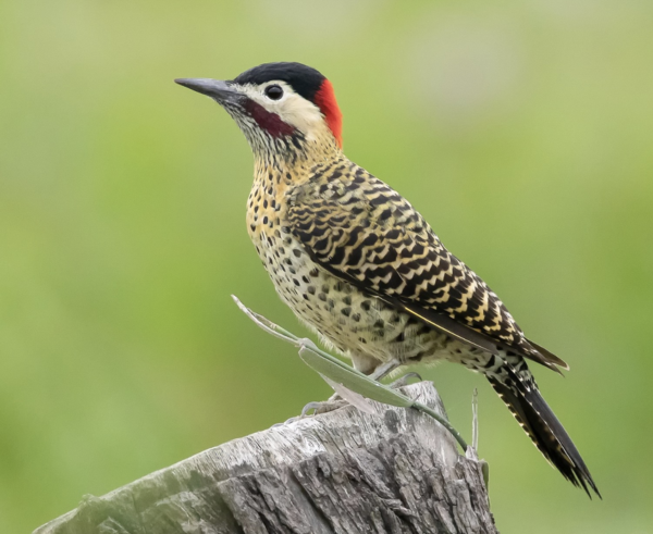 绿条啄木鸟（Colaptes auratus）又称北美扑动啄木鸟或普通扑动啄木鸟