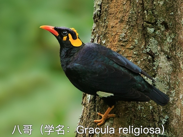 八哥（学名：Gracula religiosa）