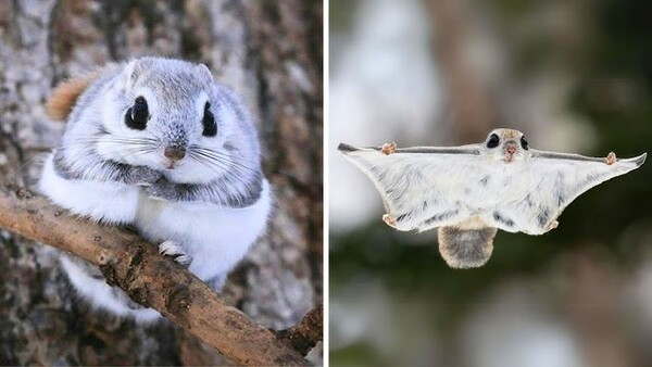 日本小型飞松鼠（Japanese Dwarf Flying Squirrel）又称日本侏儒飞鼠