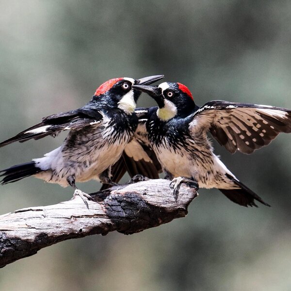 橡树啄木鸟（Melanerpes formicivorus）