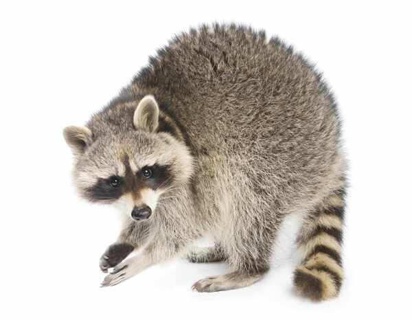 raccoon-154934034-844de43eabf549be8261bf3262c52c88 (1).jpg