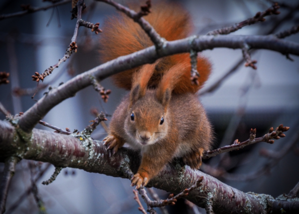 美洲红松鼠（American Red Squirrel）又被称为红松鼠、北美红松鼠