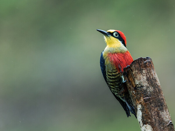 黄额啄木鸟（Dendrocopos xanthopterus）