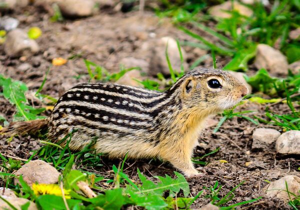 十三线地松鼠（Thirteen-Lined Ground Squirrel）又称条纹地鼠、豹纹地松鼠、斯奎尼地松鼠