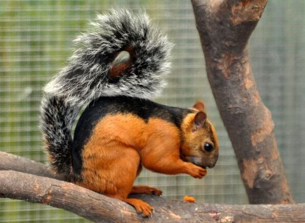 斑纹松鼠（Variegated Squirrel）又称斑松鼠