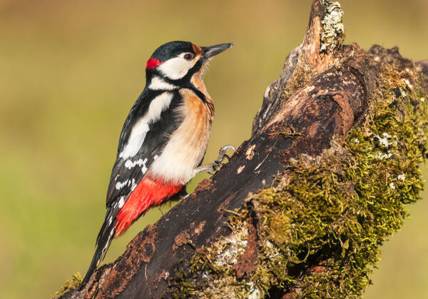 大斑啄木鸟（Dendrocopos major）