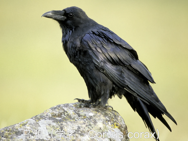 乌鸦（学名：Corvus corax）