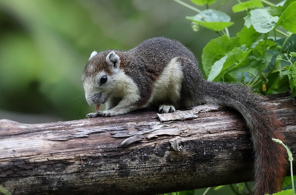 芬莱松鼠（Finlayson’s Squirrel）又名芬氏松鼠或变色松鼠