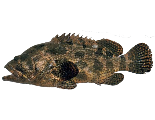 老虎斑（Brown-marble grouper），又称为褐色斑点石斑鱼