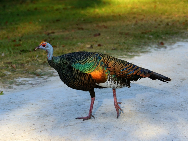  潘福（Panfowl）