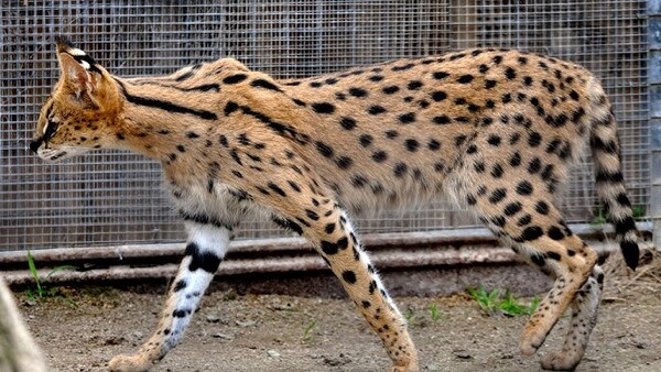 沙凡那猫（Savannah Cat）