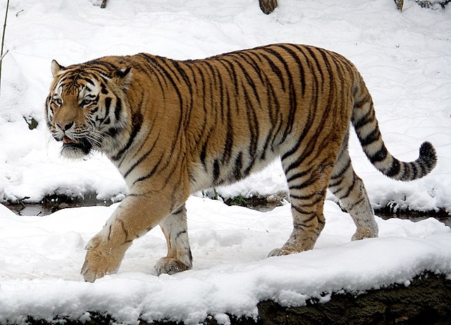 西伯利亚虎（Panthera tigris altaica）