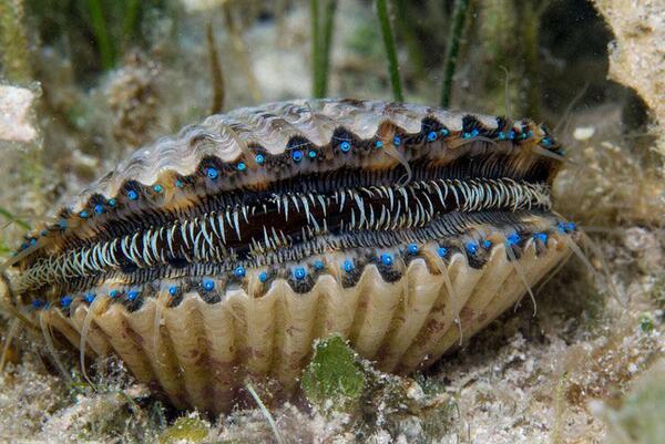 扇贝（学名：Pecten maximus）