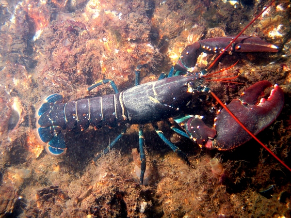 龙虾（学名：Homarus americanus）