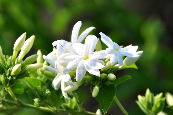 毛茉莉