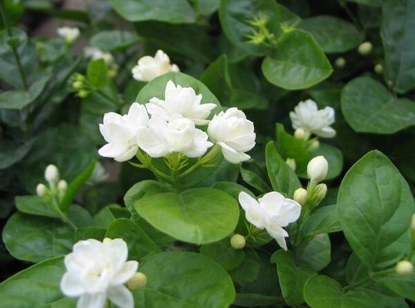 宝珠茉莉是茉莉花中的“香魂”，别名:香魂，莫利花，没丽，没利