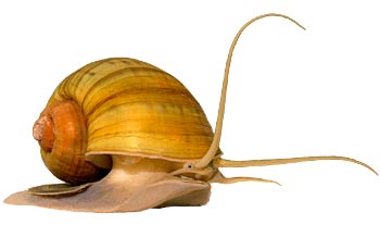 福寿螺（学名：Pomacea canaliculata）