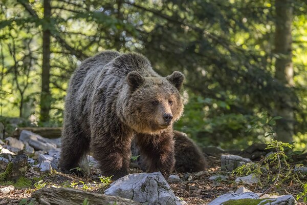 欧亚棕熊（Ursus arctos arctos）