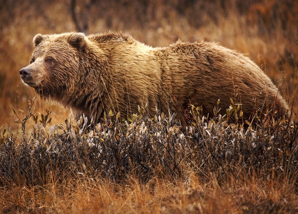 灰熊（Ursus arctos horribilis）