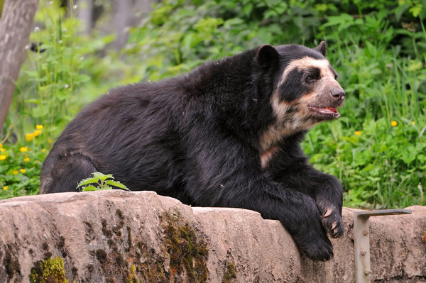 眼镜熊（Tremarctos ornatus）