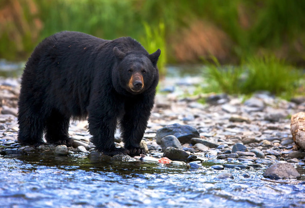 美洲黑熊（Ursus americanus）