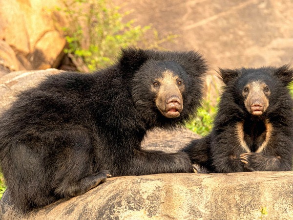 懒熊（Melursus ursinus）