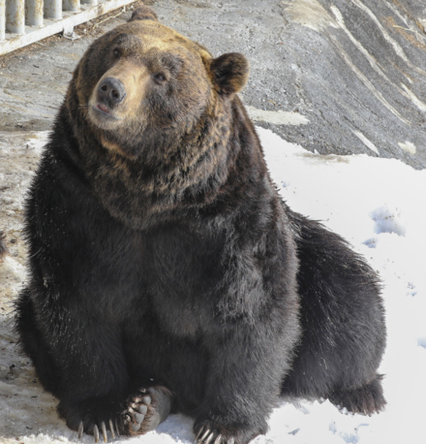 乌苏里棕熊（Ursus arctos lasiotus）