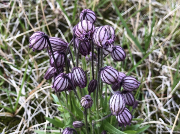 乌拉尔蝇子草（Silene uralensis）