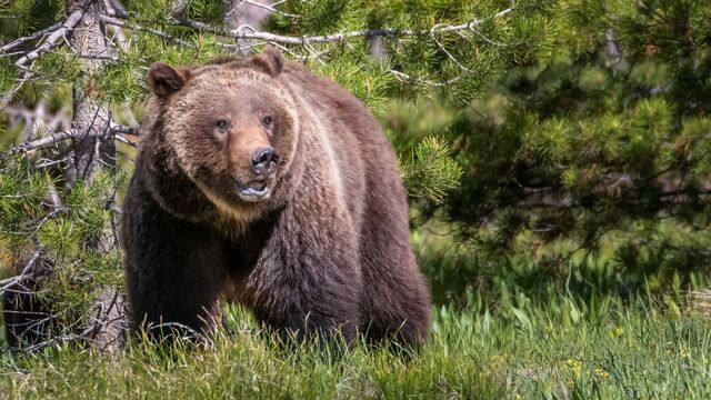 灰熊（Ursus arctos horribilis）