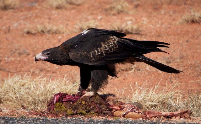 楔尾鹰（Aquila audax）