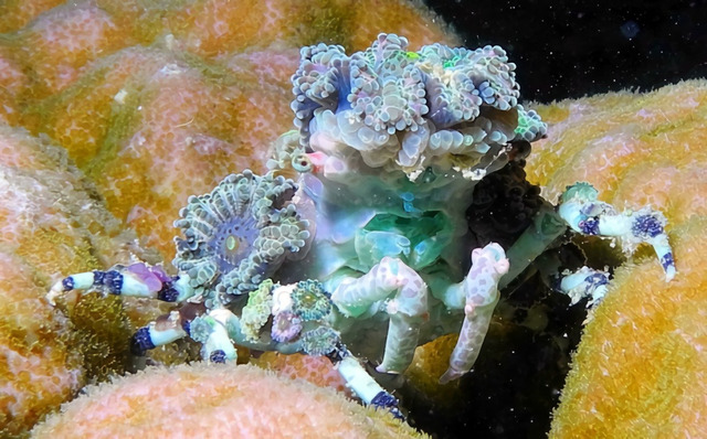 珊瑚形装饰蟹（Cyclocoeloma tuberculata）又名短尾蟹、珊瑚形蟹、装饰蟹、装饰蜘蛛蟹、蘑菇装饰蟹、蜘蛛蟹、泰迪熊蟹、真蟹、结节蟹。